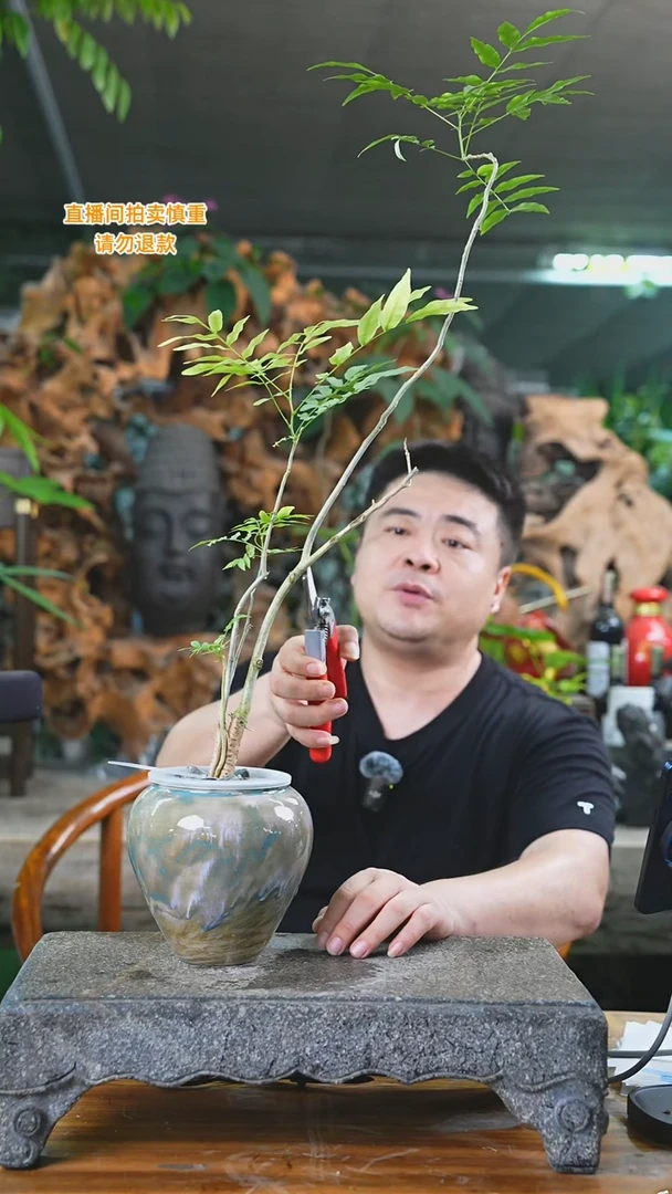 当前无花栽培后可以开花菩提495T