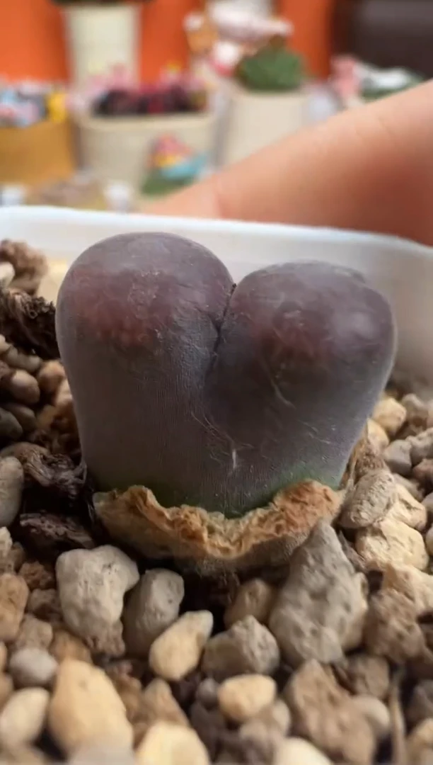 86.。。。。。。。。。。。。。。