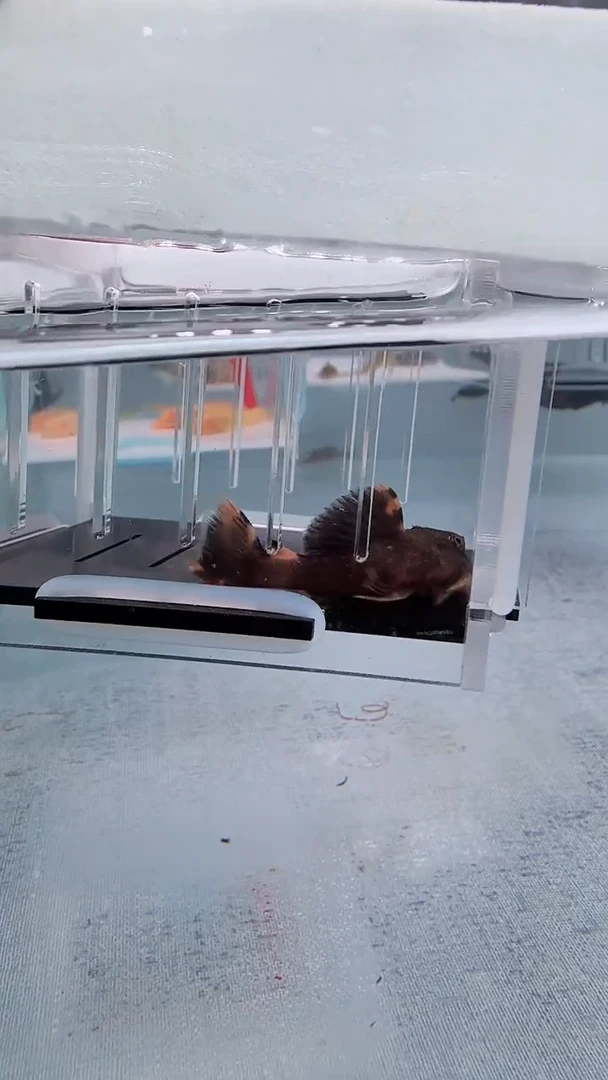 清道夫5.8不包入缸损111