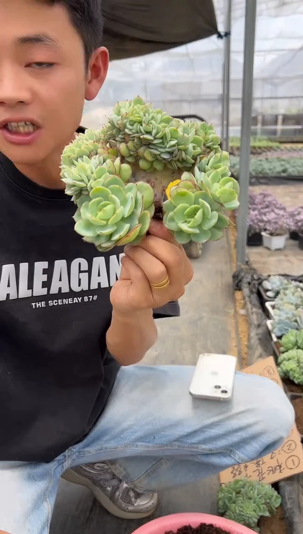 牡丹亭缀化-没有拍冷链化水不售后