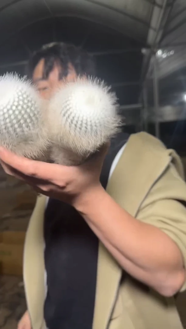 实生根 双头 白小丁