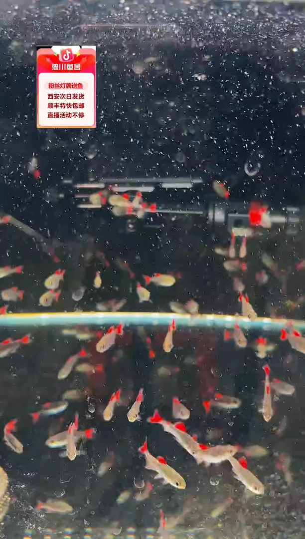 雨*海克斯科技爆色灯鱼