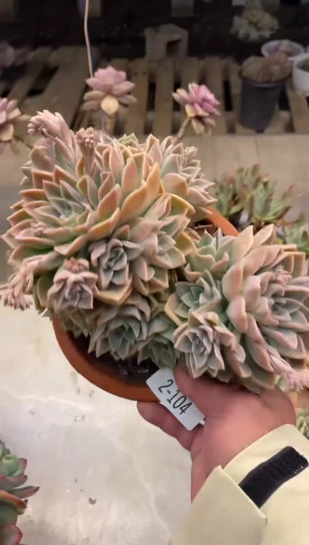 【闪购商品】2-104哈里