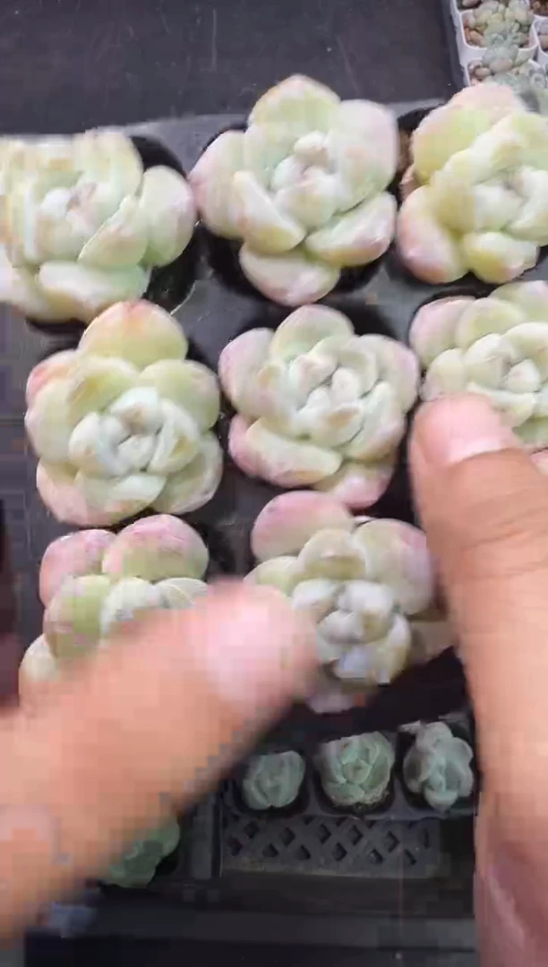 155号江北多肉-到手1筐