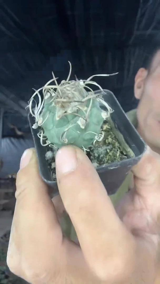 实生升云龙19.99