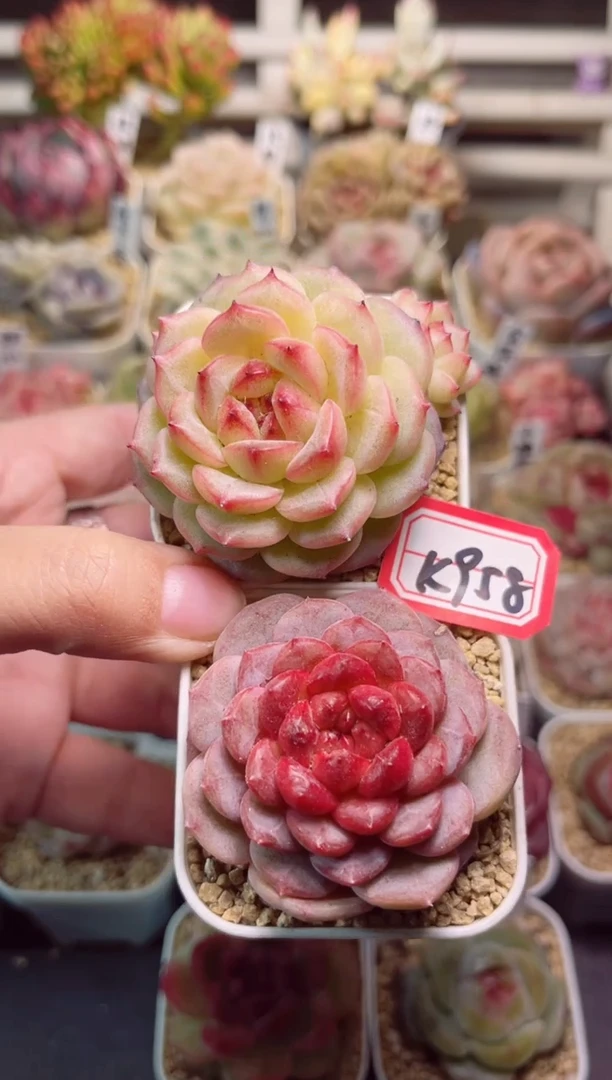 【闪购商品】K958春宴和杏花露
