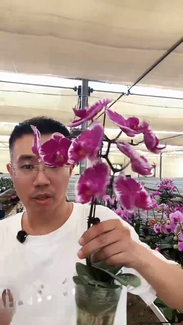 大部分开放少量花苞宾友之光2棵