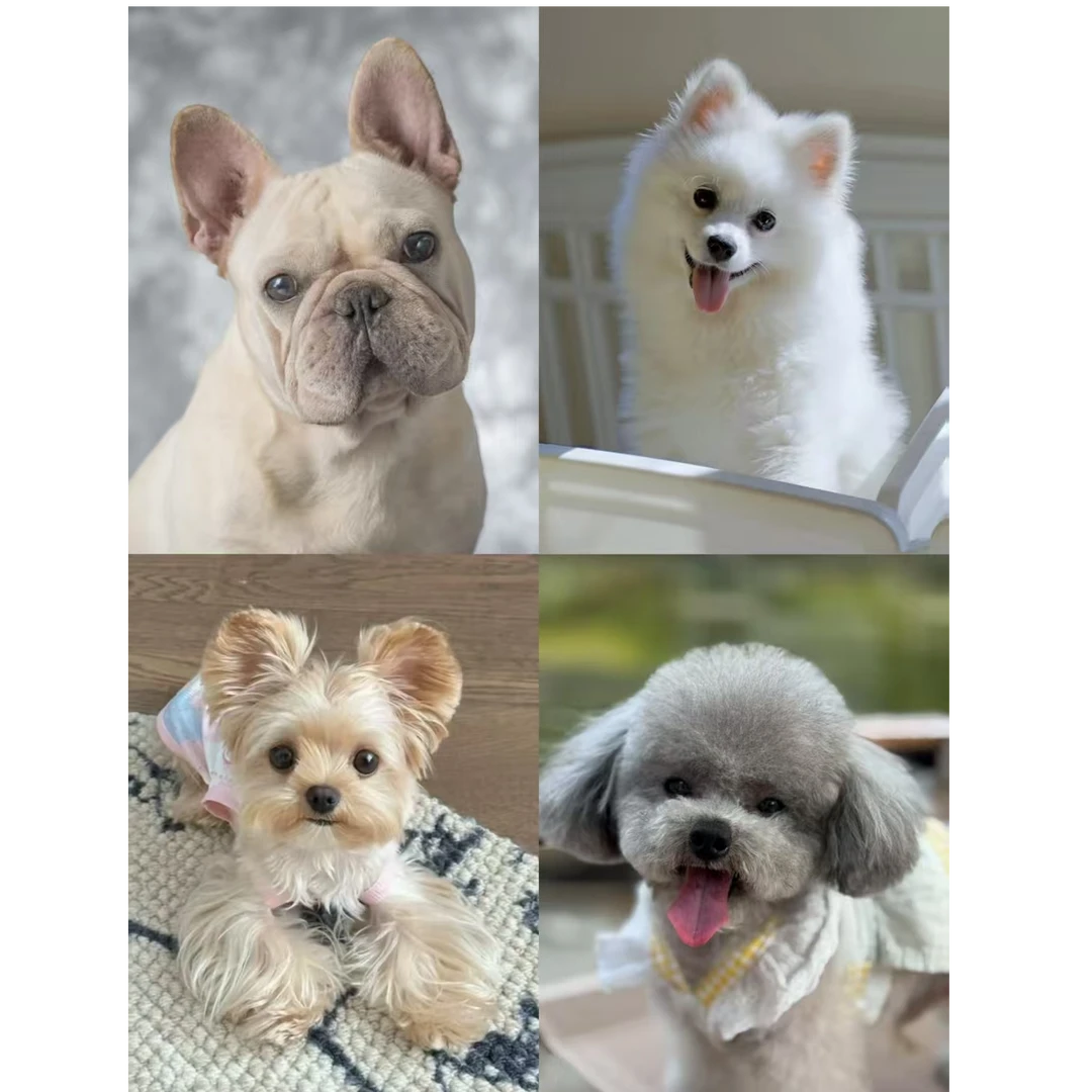 可爱柯基比熊博美金毛腊肠法斗雪纳瑞柴犬等-欢迎家人选购