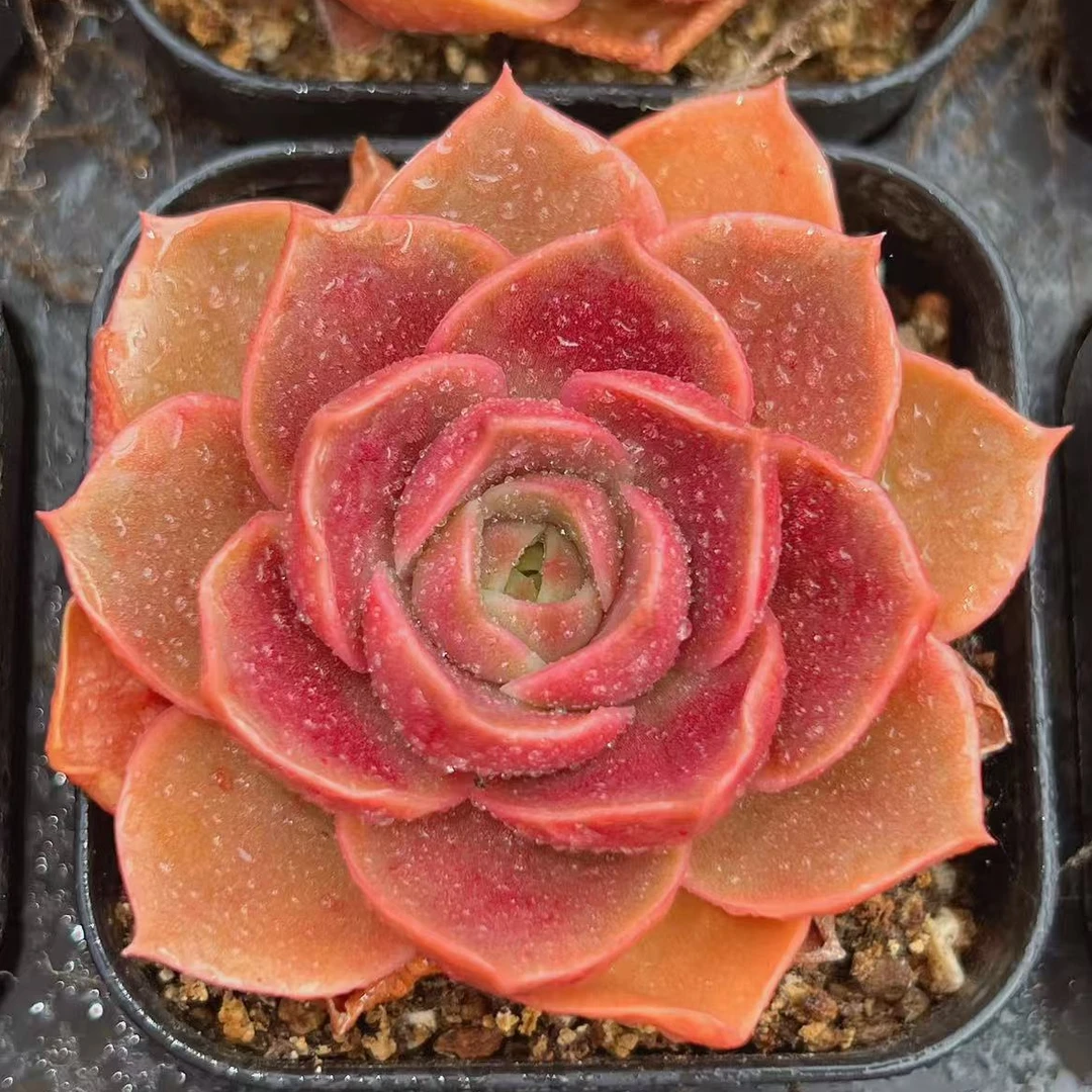 赤焰玫瑰单头（4-6cm）脱土