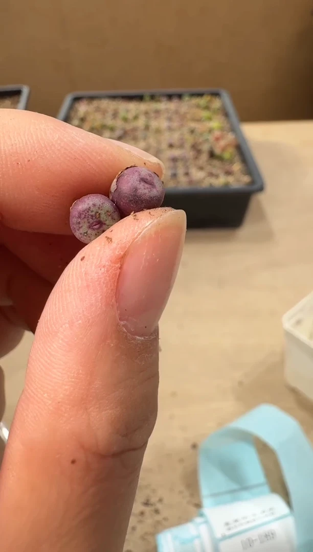 10-185多肉植物肉锥