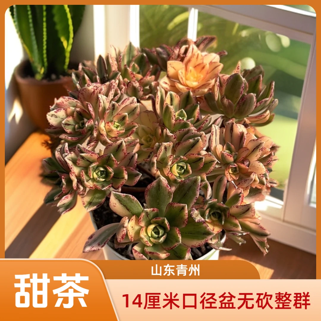 无砍甜茶14厘米盆老桩多肉