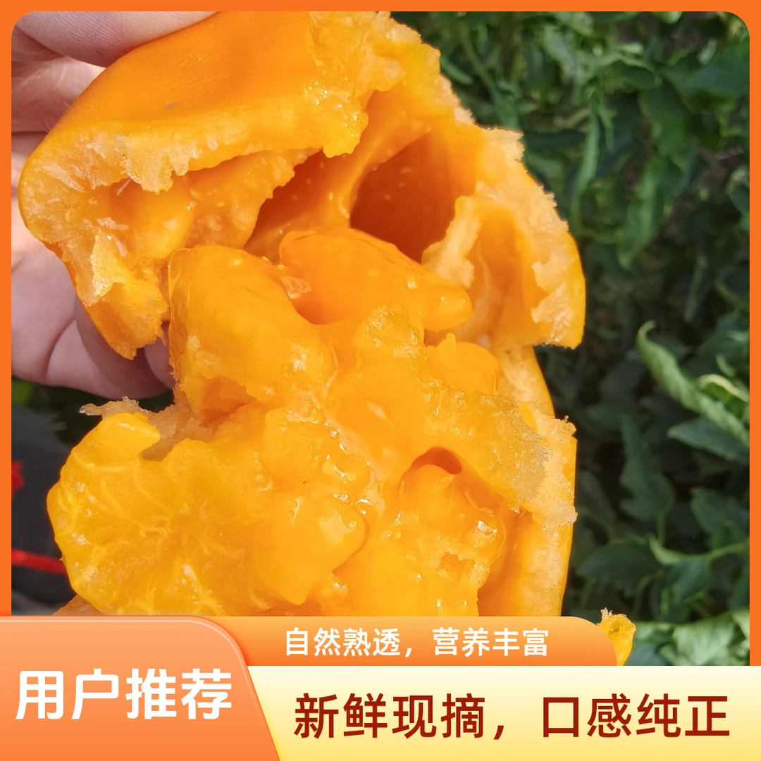 五原裂口黄色柿子新鲜西红柿老品种柿子西红柿番茄生吃食用鸟巢