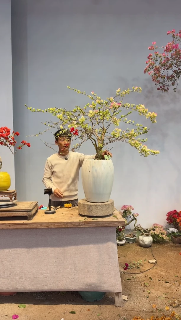 以实际为准三角梅29