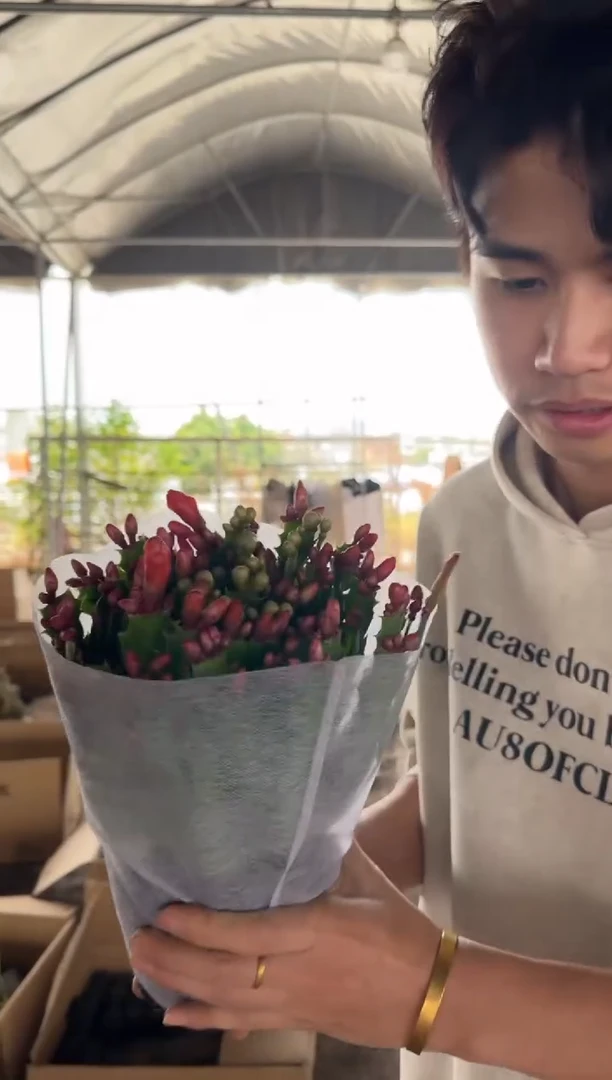 蟹爪兰  【带盆土】