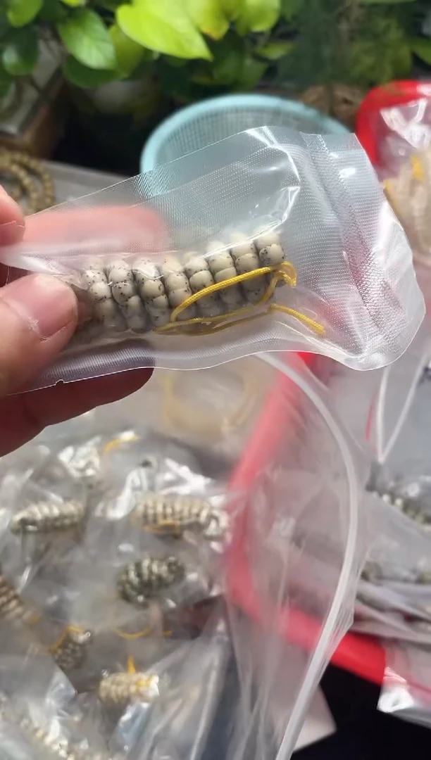 星月菩提手串海南星月菩提《A007》6X5大肠