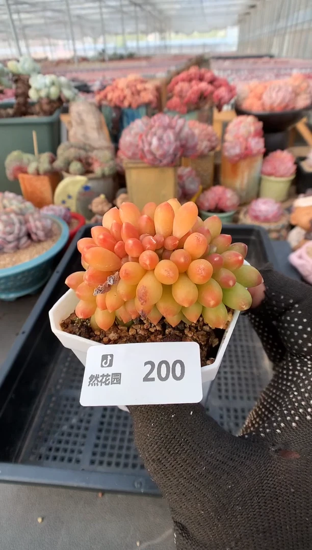 【闪购商品】200千代田一物一拍