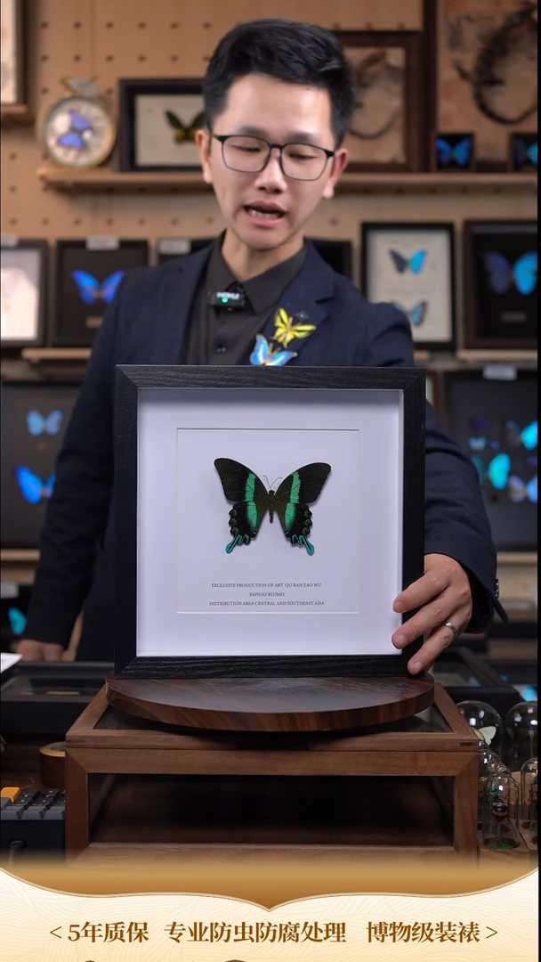 蝴蝶标本摆件竞拍爱神凤蝶c267