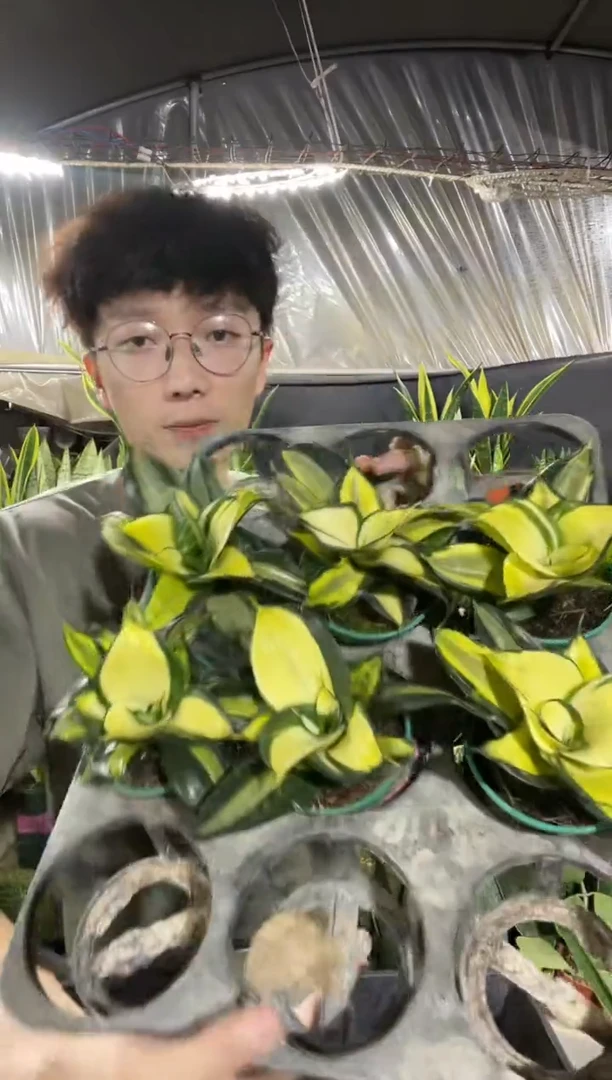 金玫瑰带盆土15.8