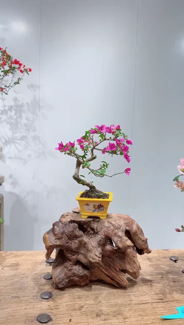 无花朵?***肥三角梅小叶紫