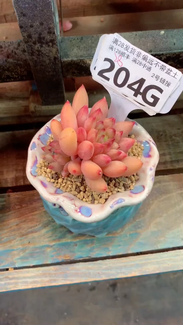 204G(一物一拍实付满28发货，默认不带盆土）