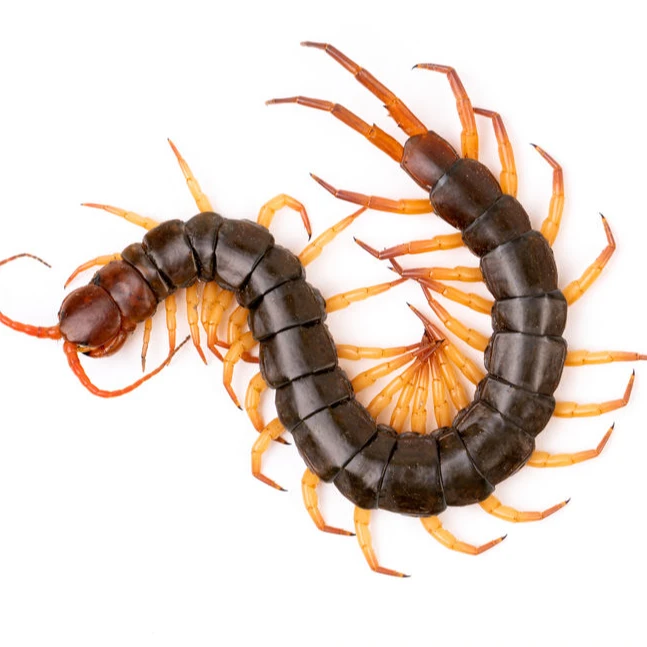 三泰龙蜈蚣活体龙鱼发色饲料观赏鱼画眉鸟活体饲料泡酒中药材喂鱼