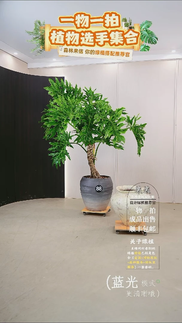 无花朵.**闲大老桩龙鳞春羽连盆种好栽好一整套送货上门