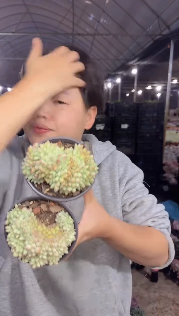 胖丁缀化2颗  5