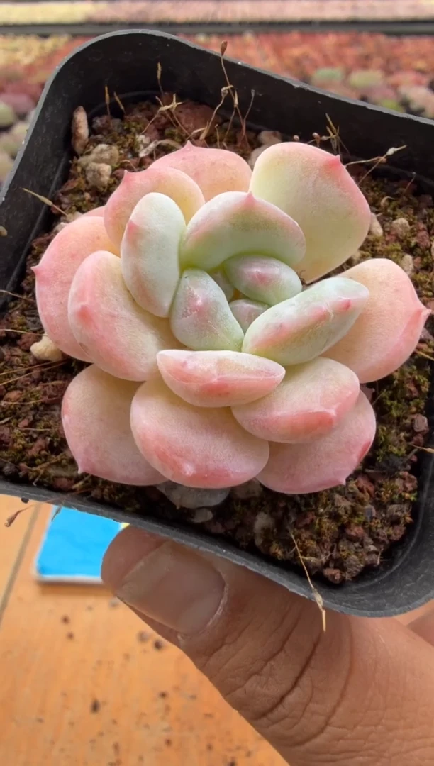 东云多肉园二店-54