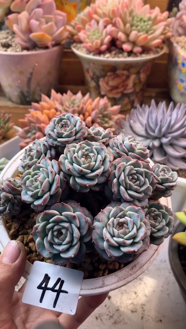 明**阳11.7-44天鹅绒1111111111