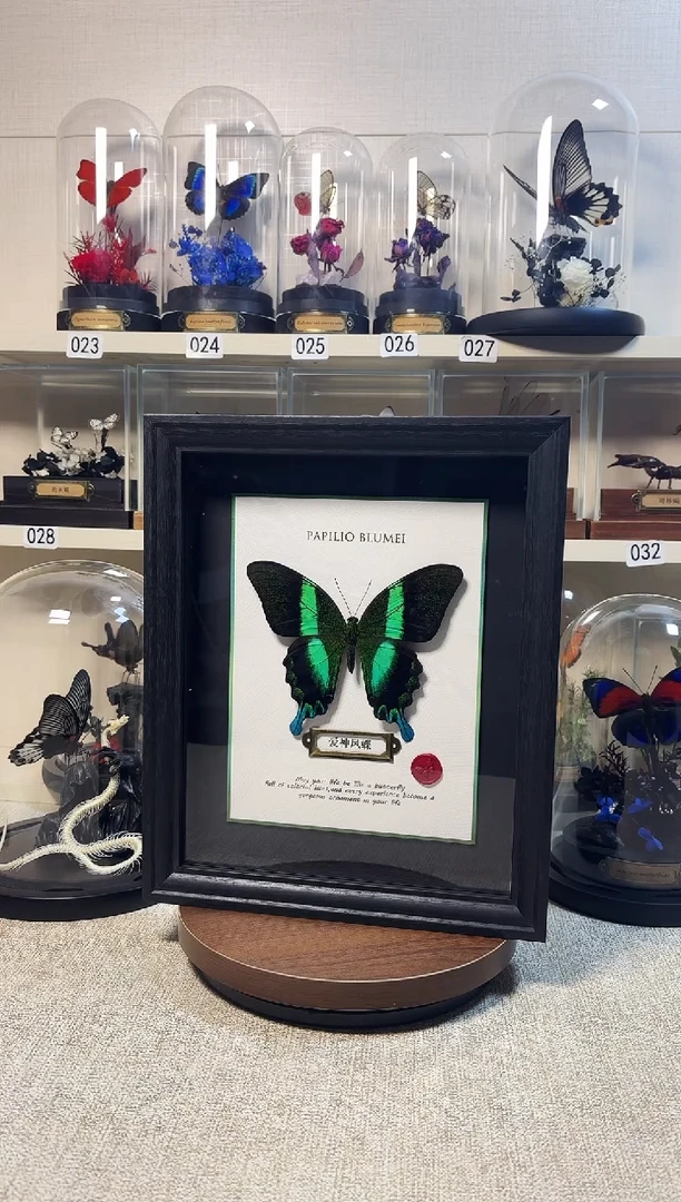 大自然的真实蝴蝶标本