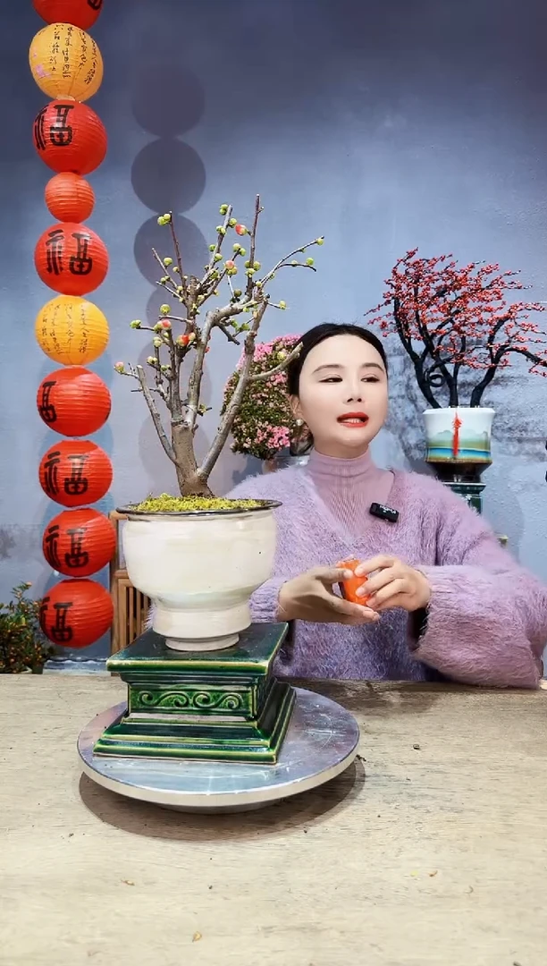 【闪购商品】盆景海棠 长寿冠