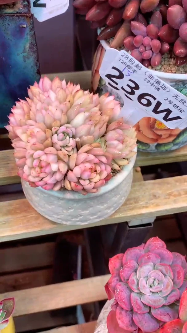 236W（一物一拍，精品多肉，w所见即所得 ）