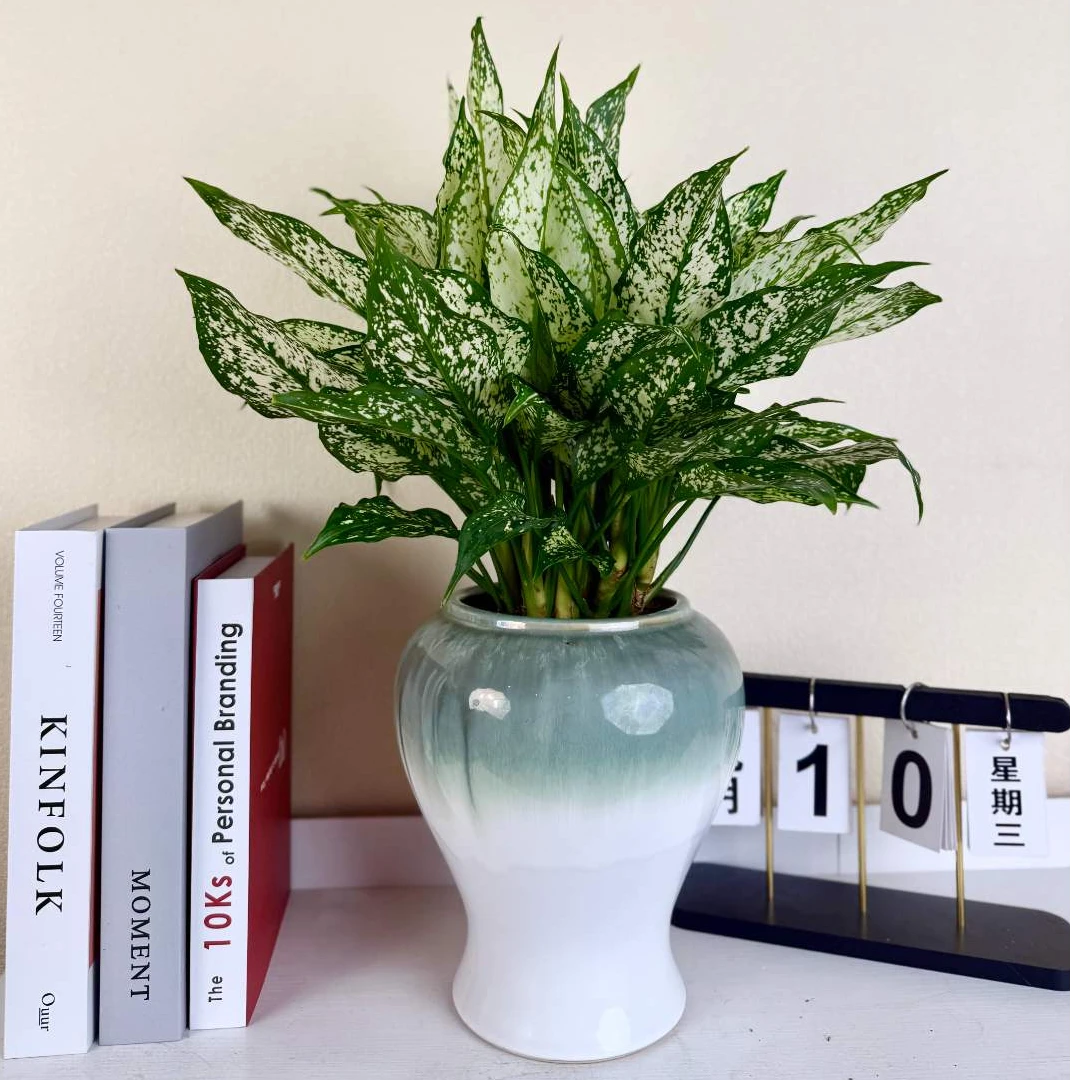 大盆翡翠皇后绿植盆栽室内万年青绿天使办公室常青常绿吸甲醛