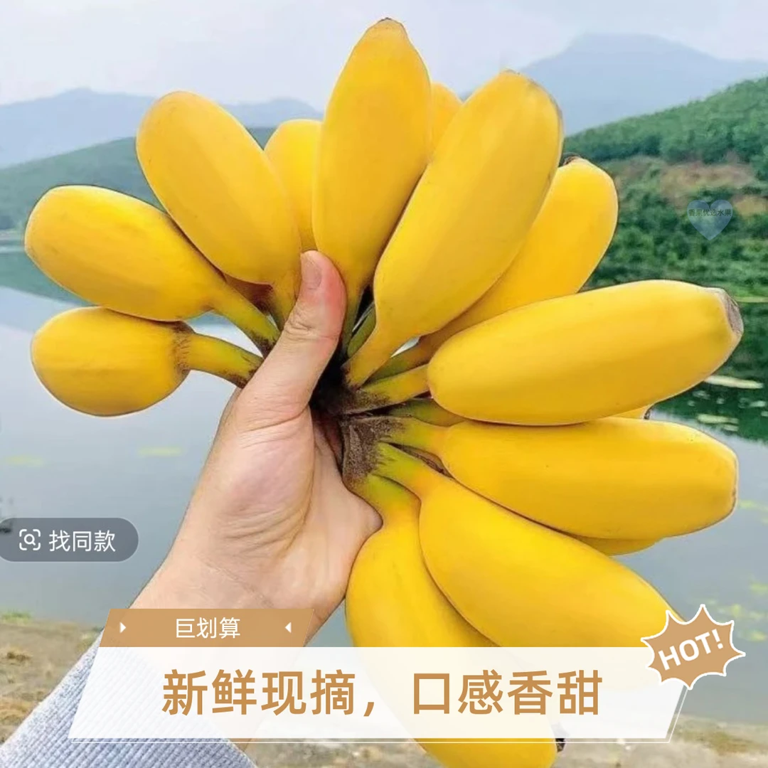 正宗广东湛江苹果蕉薄皮果肉饱满应季水果粉糯香甜现采摘青果发货