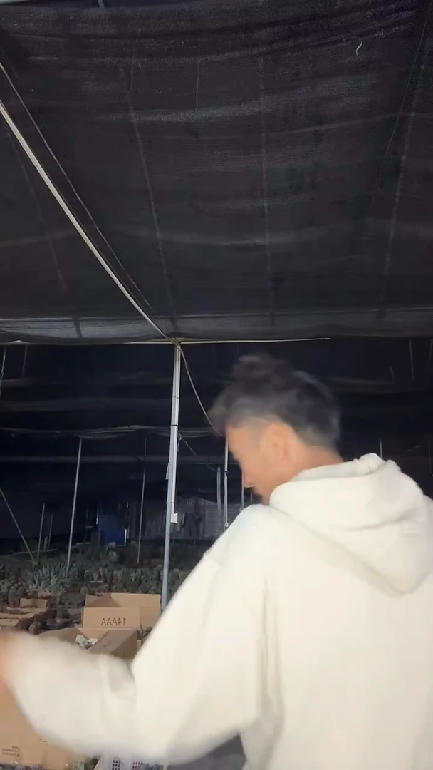 ??盲盒88.88