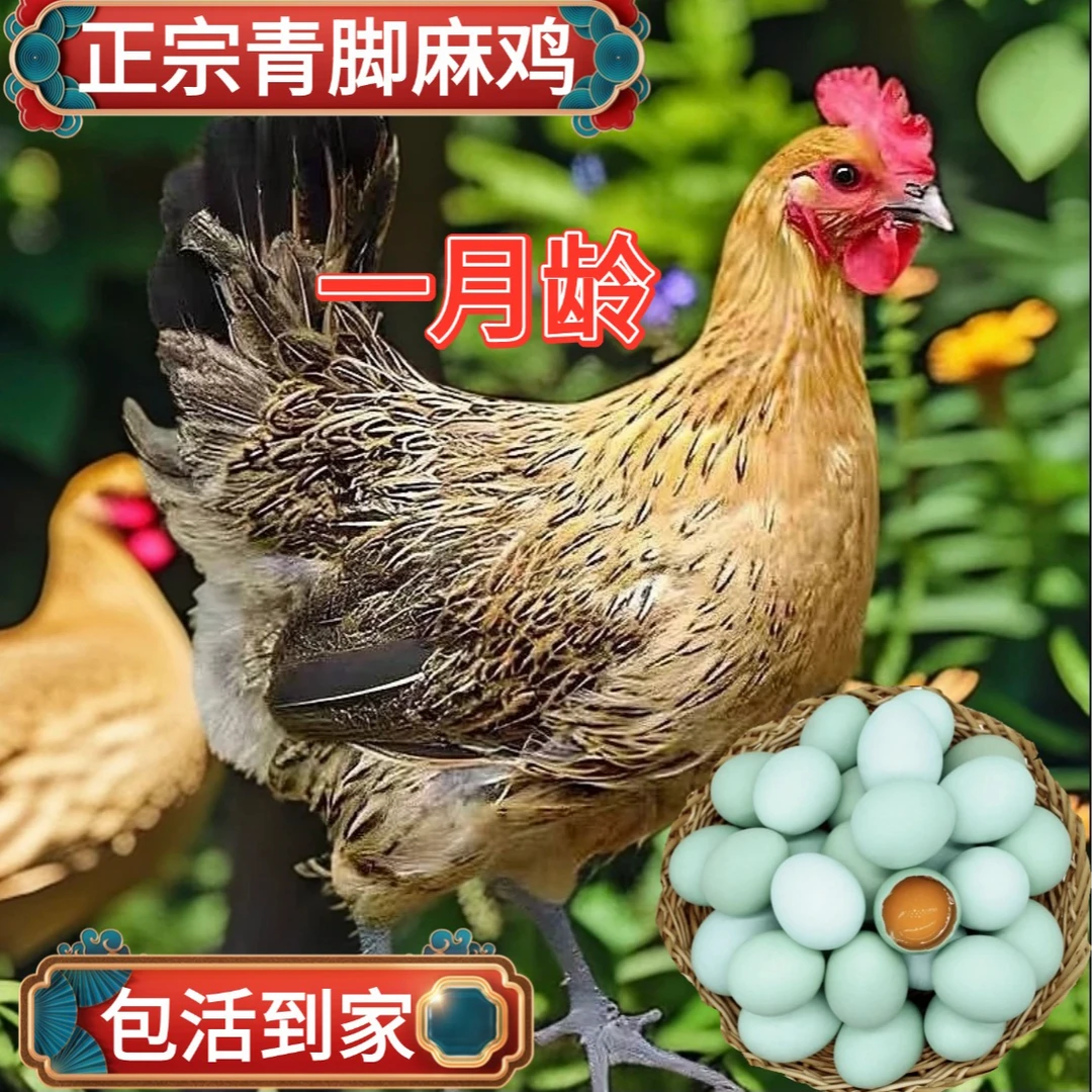 正宗青脚麻羽绿壳双黄蛋鸡高产双黄蛋【宠物】发货到家送货上门