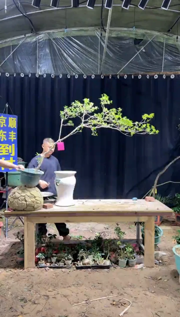当前无花栽培后可以开花A*d海岛栀子花