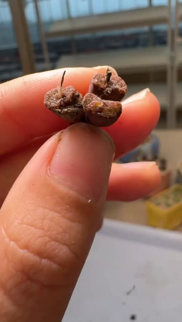 28-206多肉植物肉锥