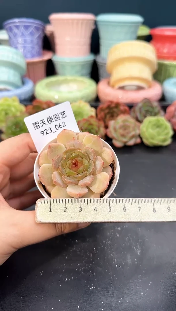 923-062青山（冠幅5cm）