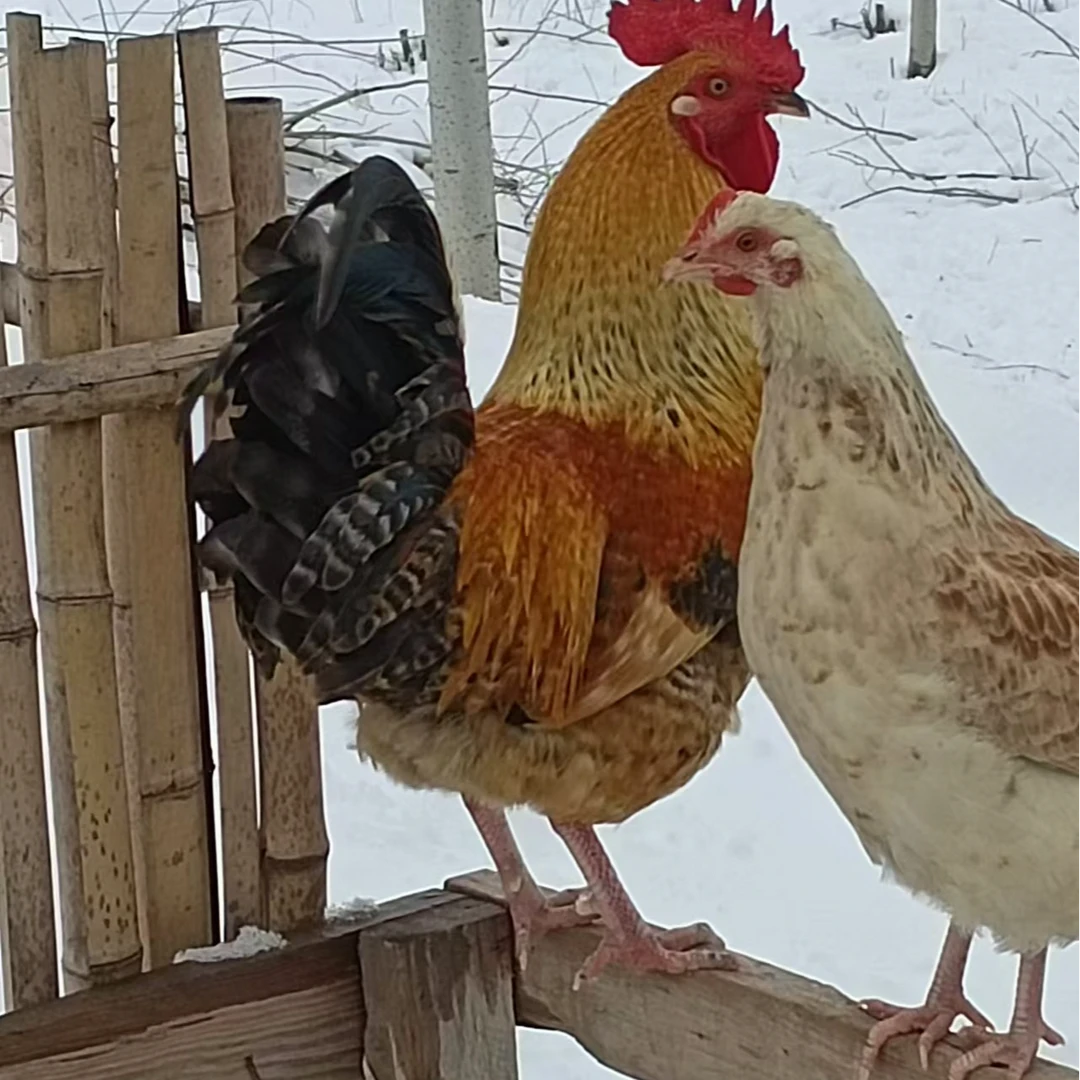 自家散养优质母鸡