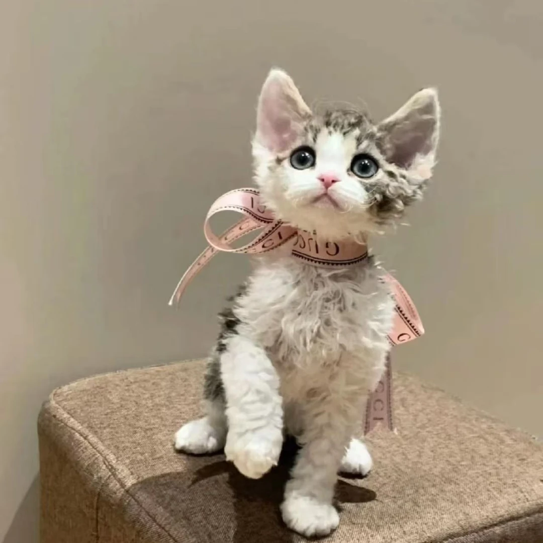 猫起来-的德文卷毛猫宠物活体直播链接纯白纯黑开脸虎斑玳瑁