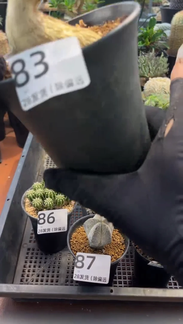 天*天谕专拍彩叶麒麟老桩