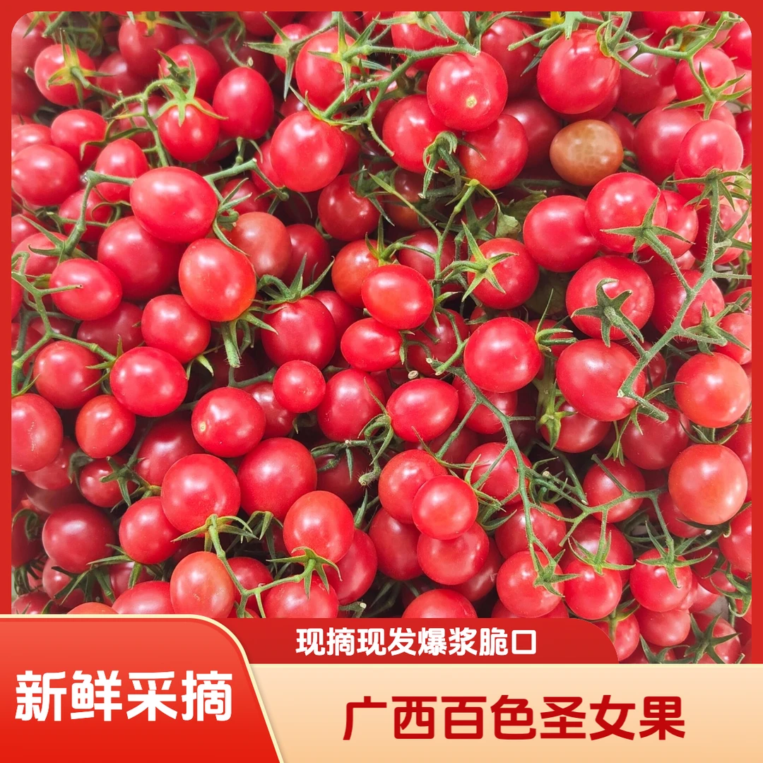 广西露天种植现摘新鲜圣女果脆甜多汁应季水果3/5斤整箱【丹】