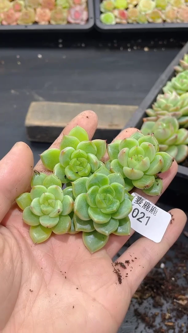 021冰山珍妮     量拍4颗