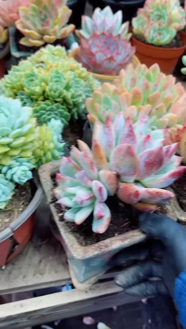 石***917056多肉植物一物一拍