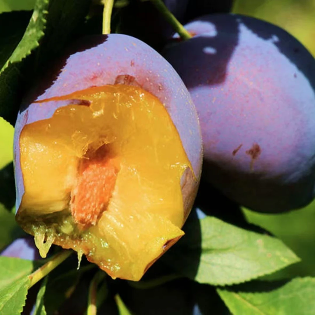 【蓝蜜西梅苗 】西梅树苗庭院植物盆栽地栽阳台庭院四季种植果树苗