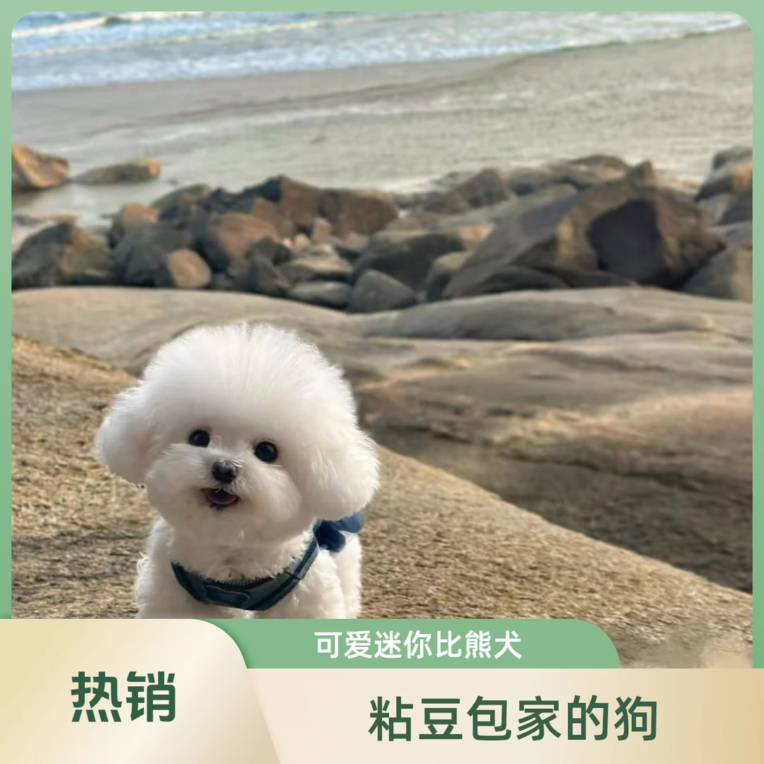 粘豆包家的狗高端韩版比熊泰迪熊马尔泰