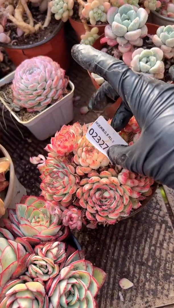 缘**生多肉植物一物一拍02327