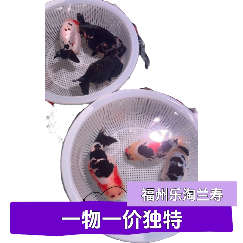 福州高端精品兰寿