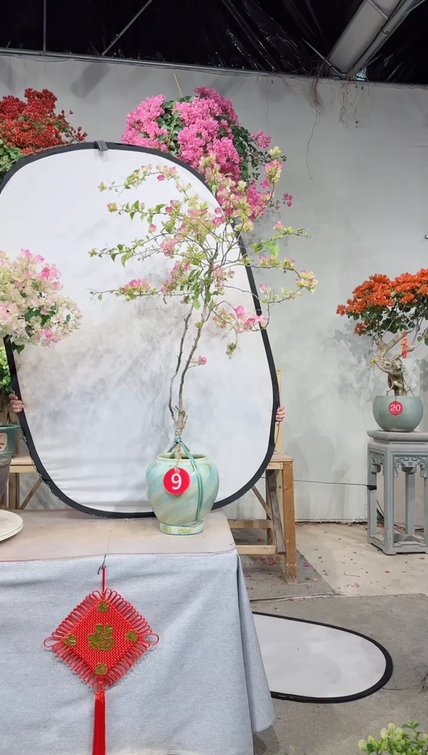 【闪购商品】盆景绿叶樱花